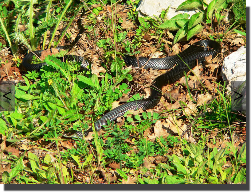 Hierophis viridiflavus